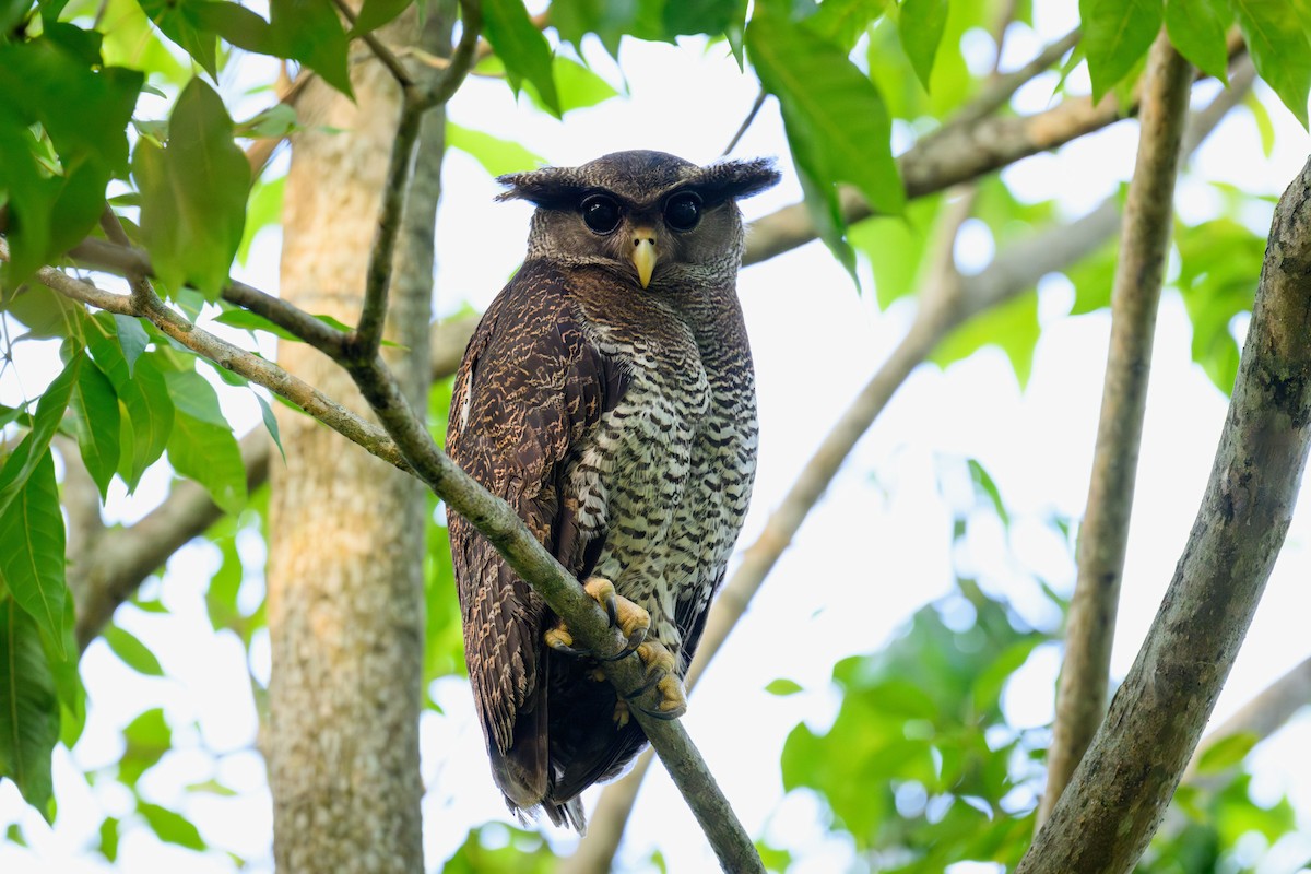 Barred Eagle-Owl - ML646447752