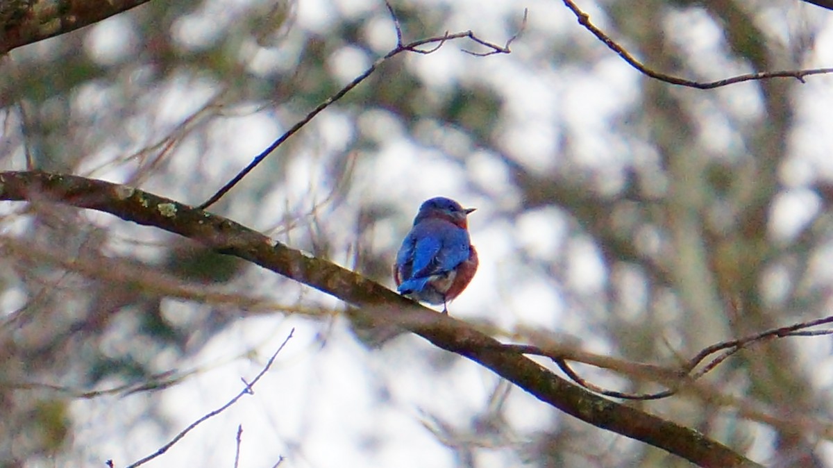 Eastern Bluebird - ML646447754