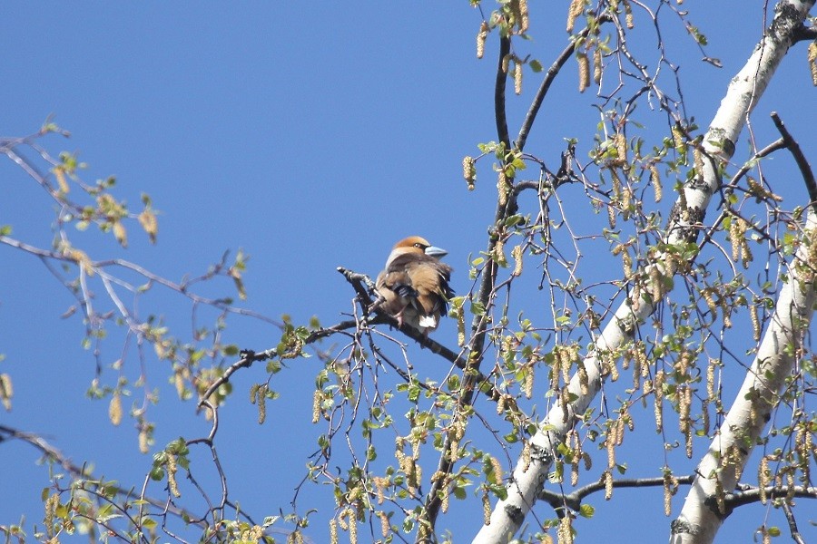 Банхар булжуухай - ML646447756