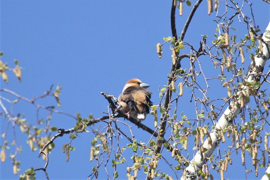 Банхар булжуухай - ML646447757