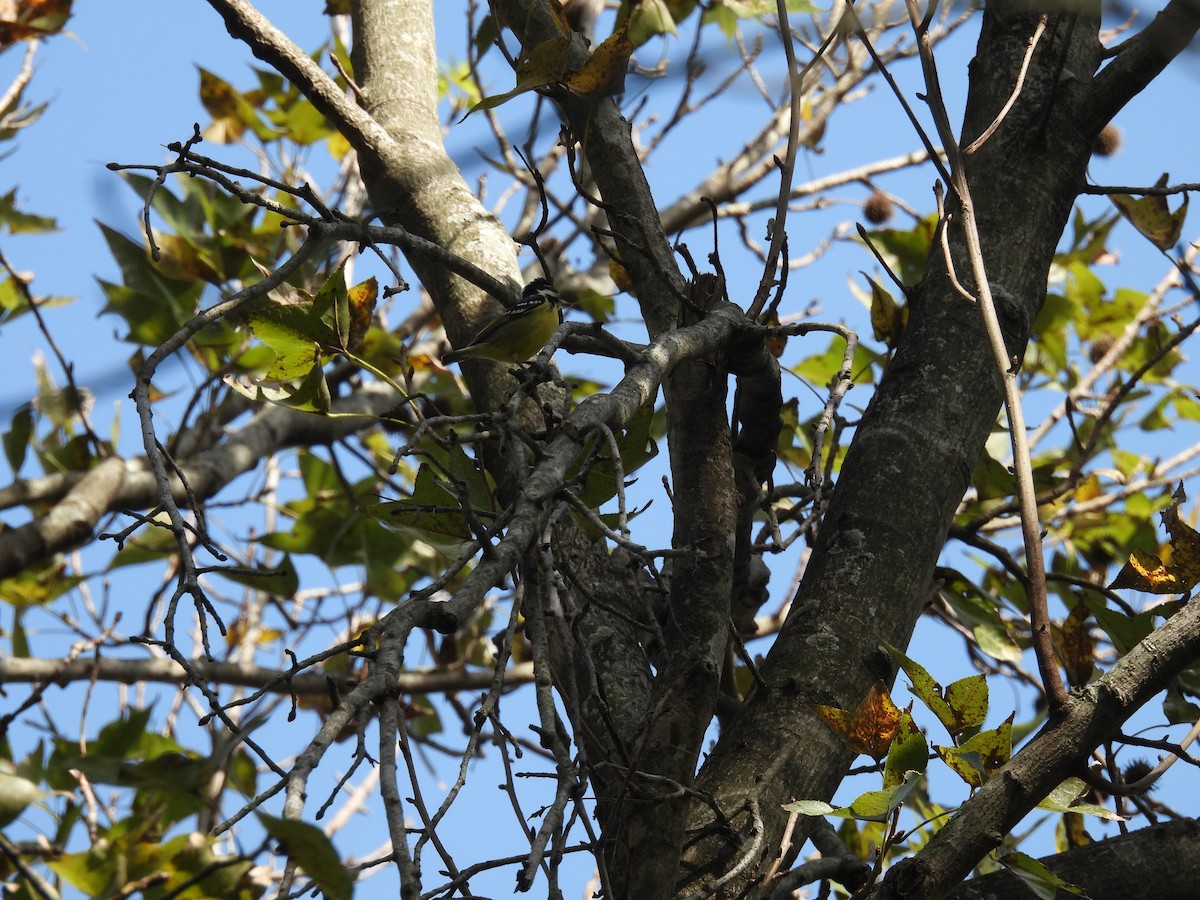 Yellow-bellied Tit - ML646447758