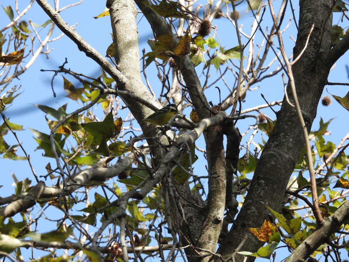 Yellow-bellied Tit - ML646447760