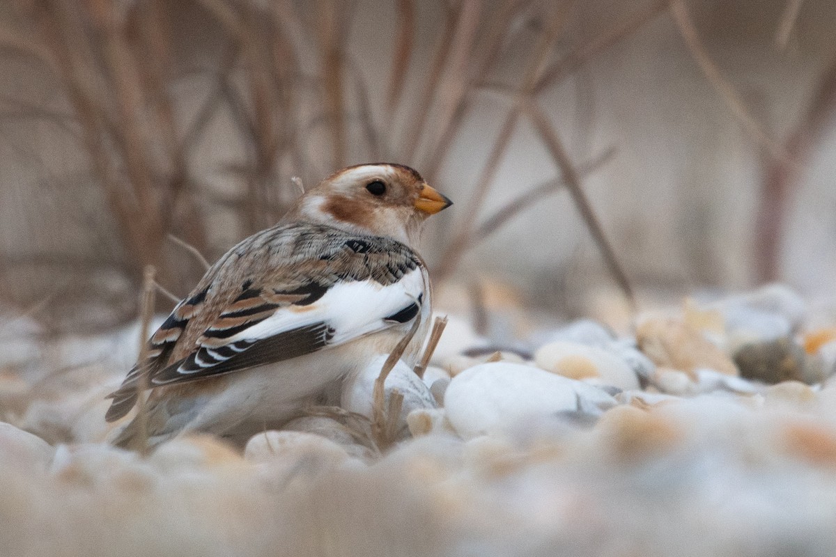 Snow Bunting - ML646447763