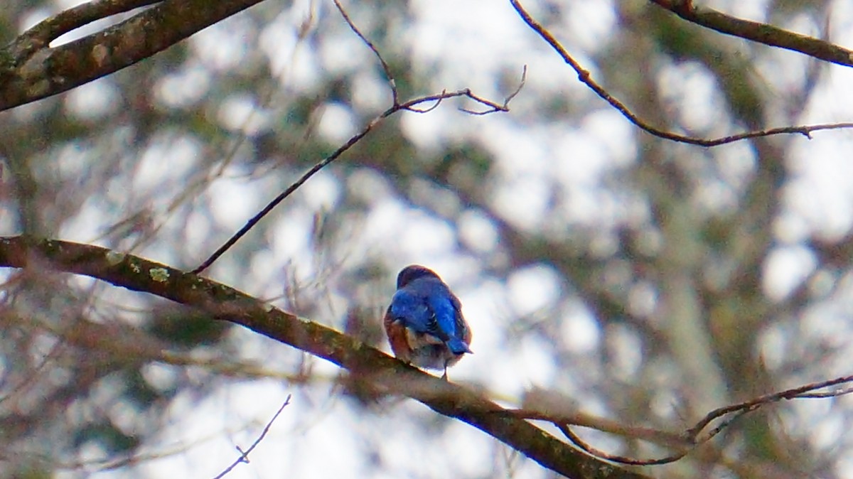 Eastern Bluebird - ML646447766