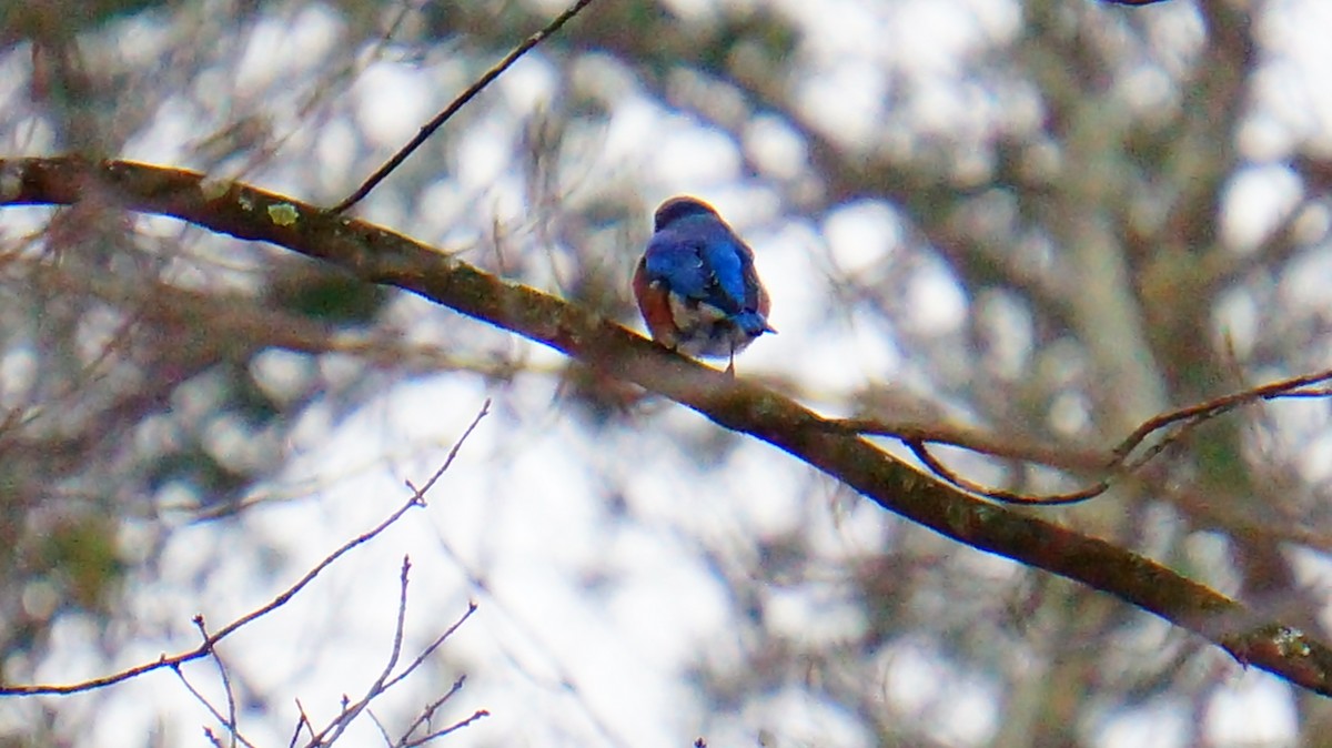 Eastern Bluebird - ML646447774