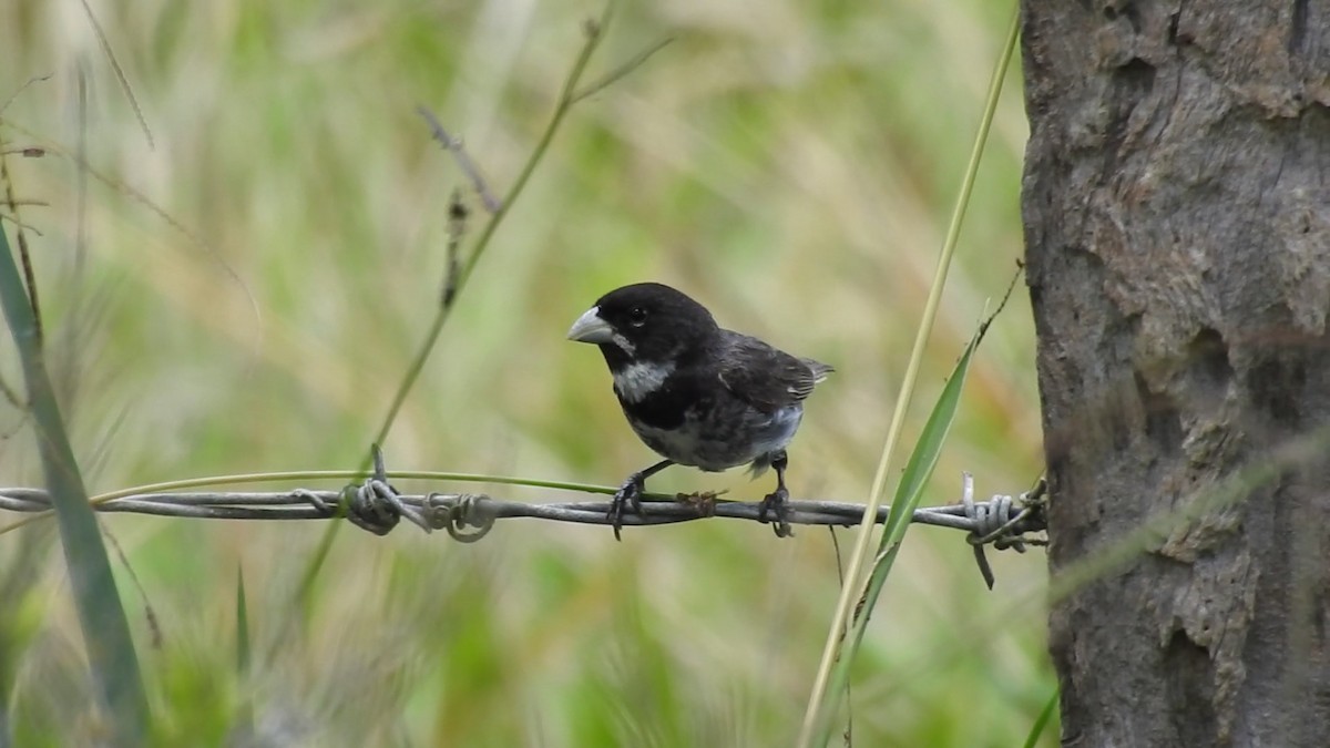 Double-collared Seedeater - ML646447780