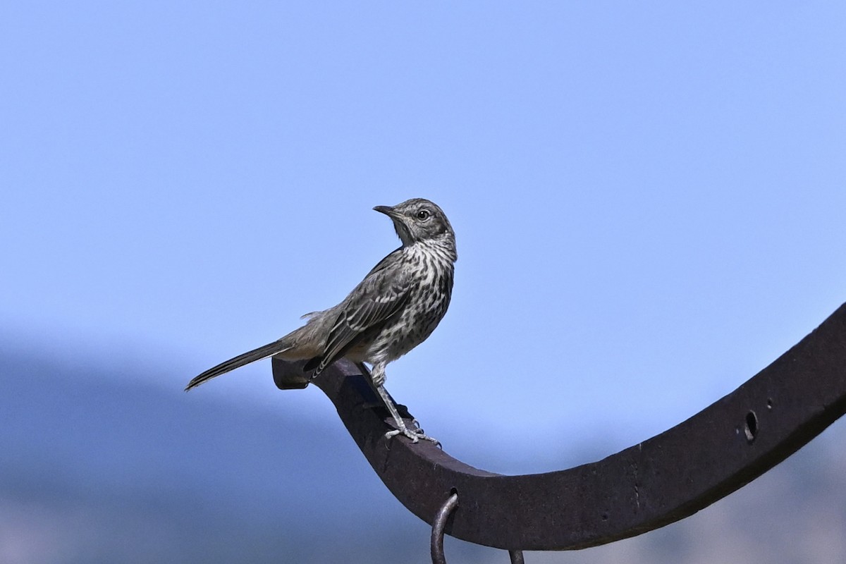 Sage Thrasher - ML646447782