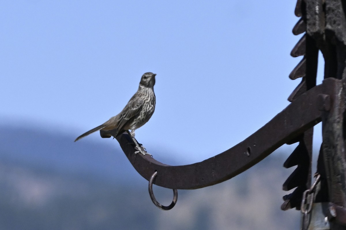 Sage Thrasher - ML646447783