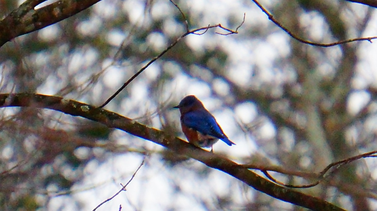 Eastern Bluebird - ML646447788