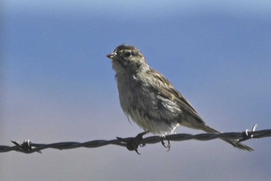 Brewer's Sparrow - ML646447796