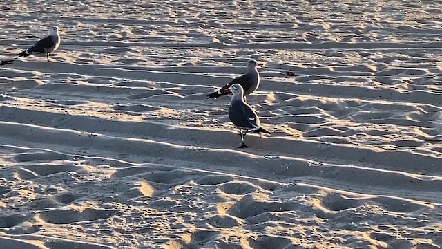 Мартин червонодзьобий - ML646447799