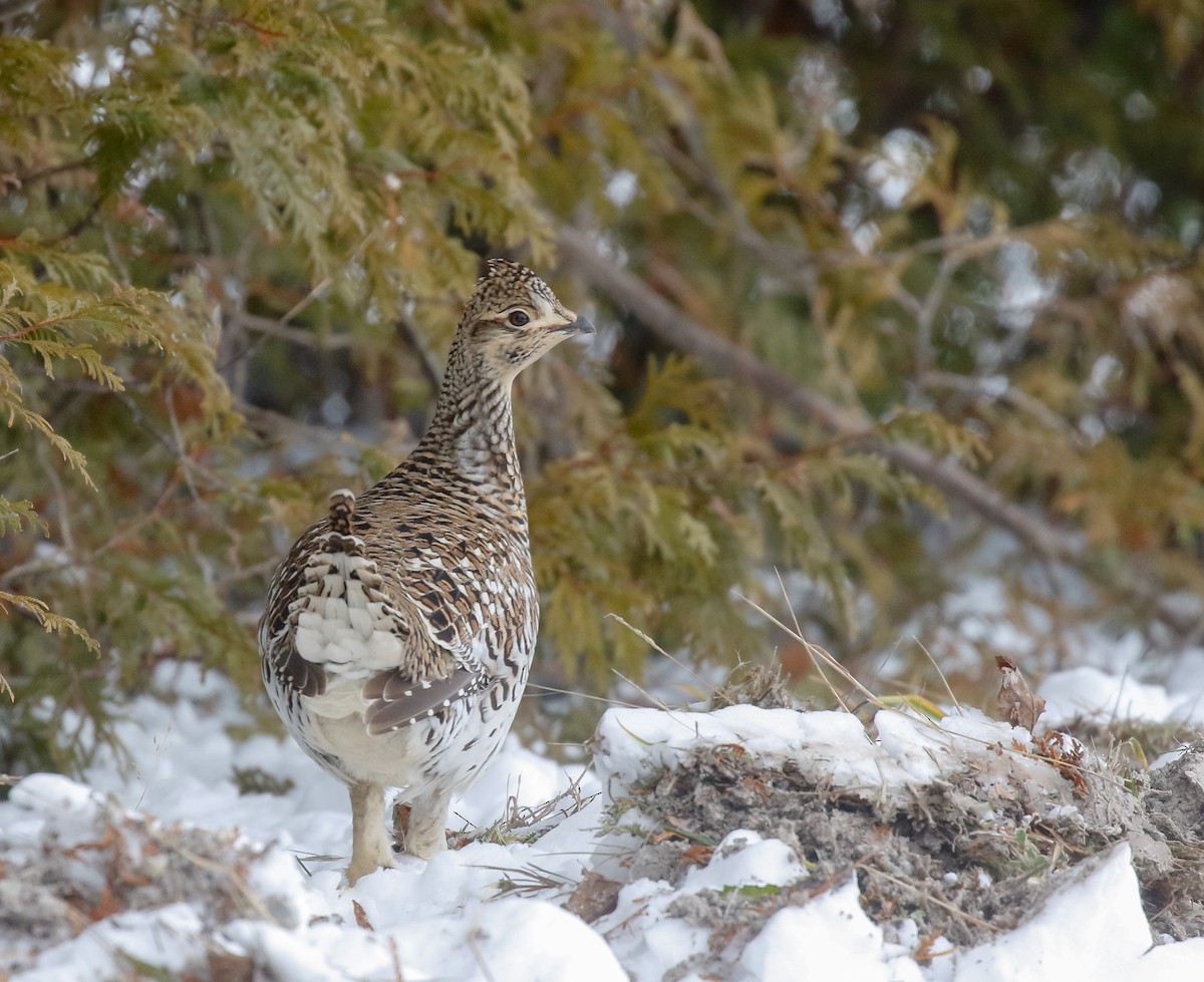 Sharp-tailed Grouse - ML646447800