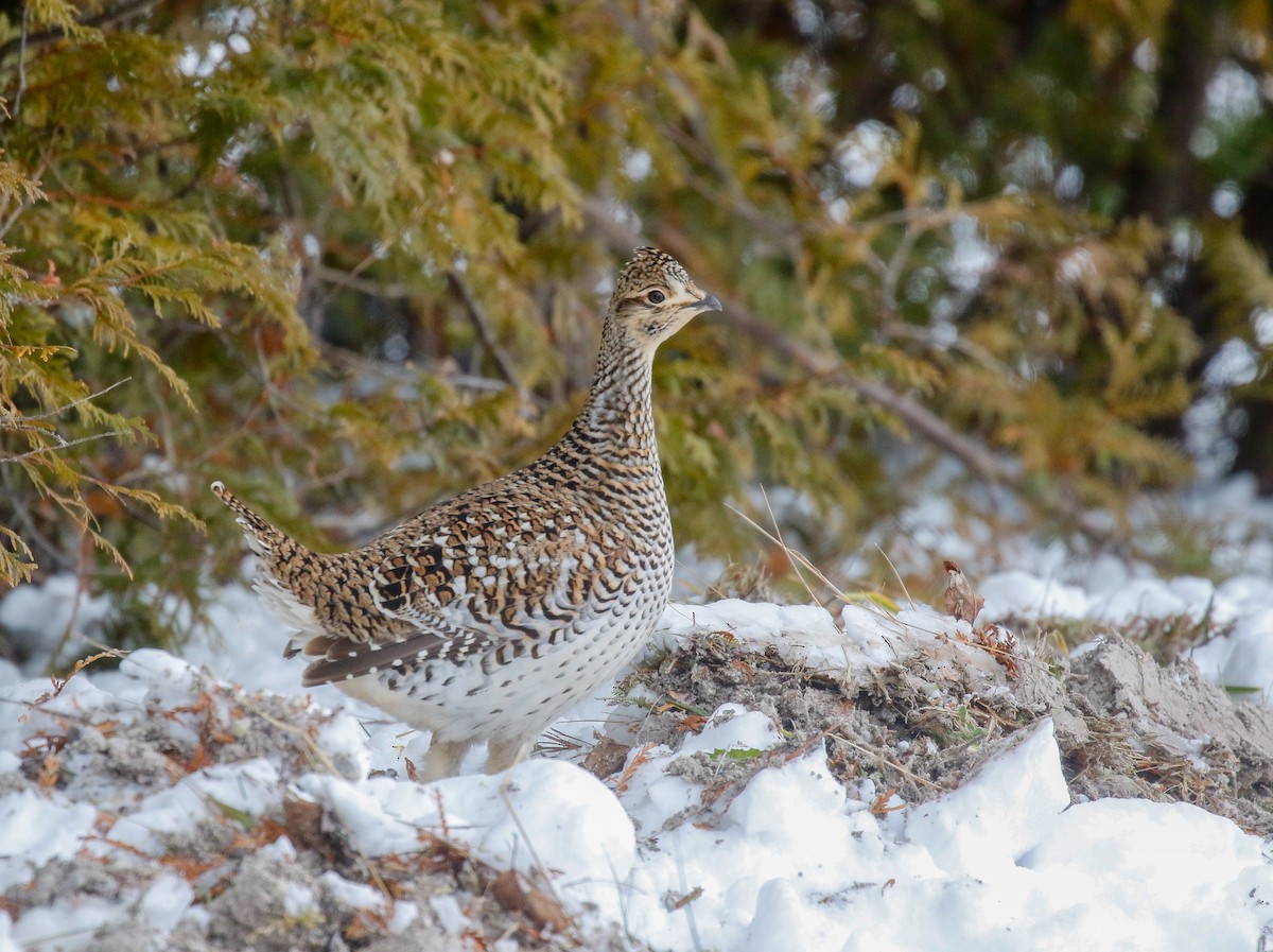 Sharp-tailed Grouse - ML646447801