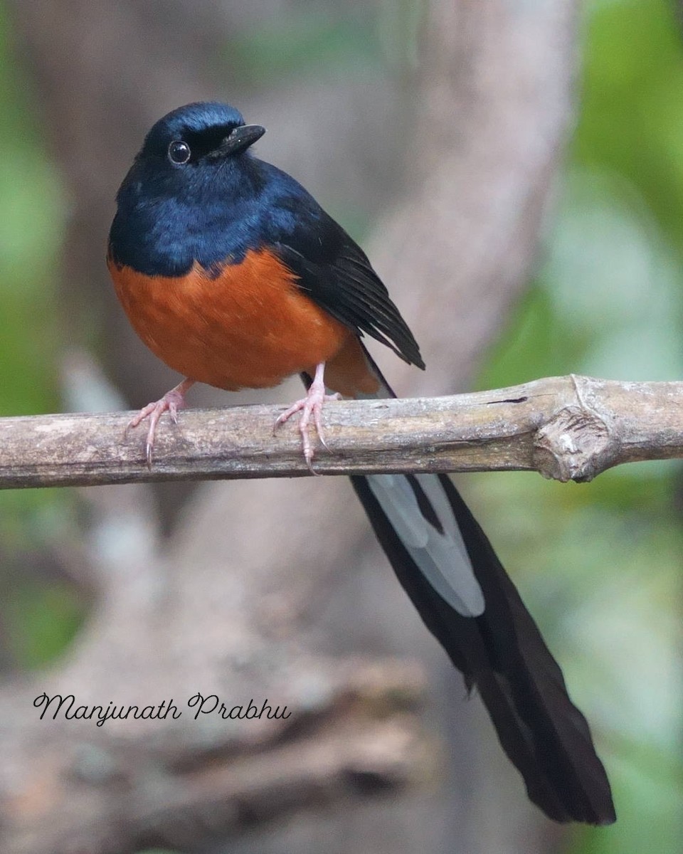 White-rumped Shama - ML646447810
