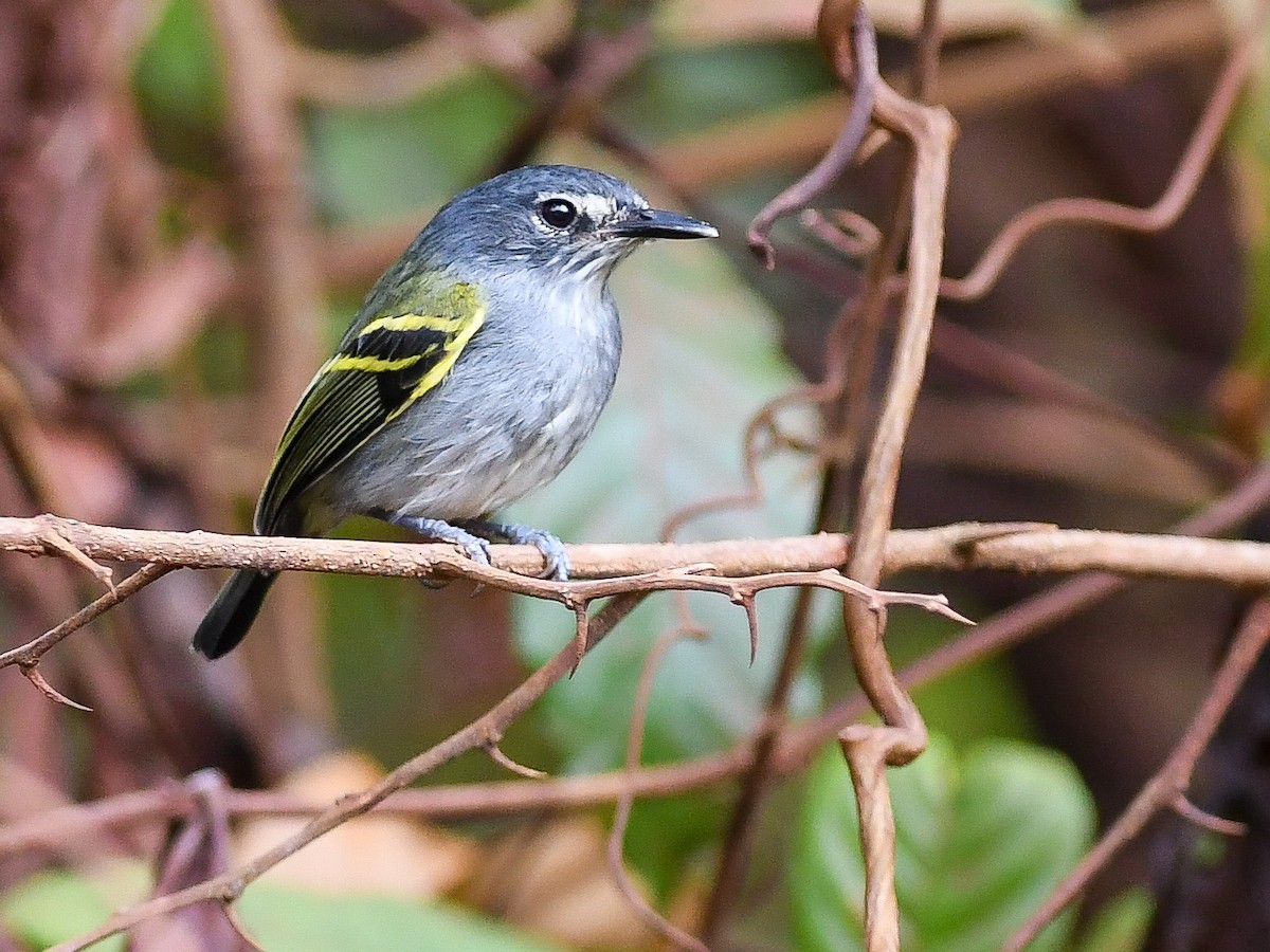 Slate-headed Tody-Flycatcher - ML646447811