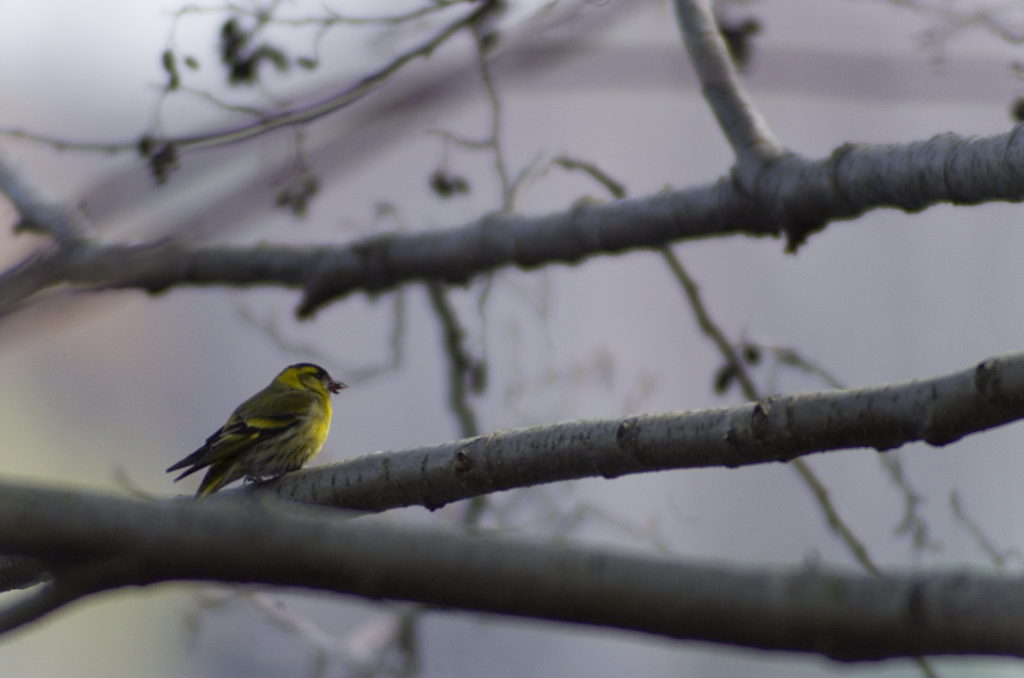 Eurasian Siskin - ML646447815