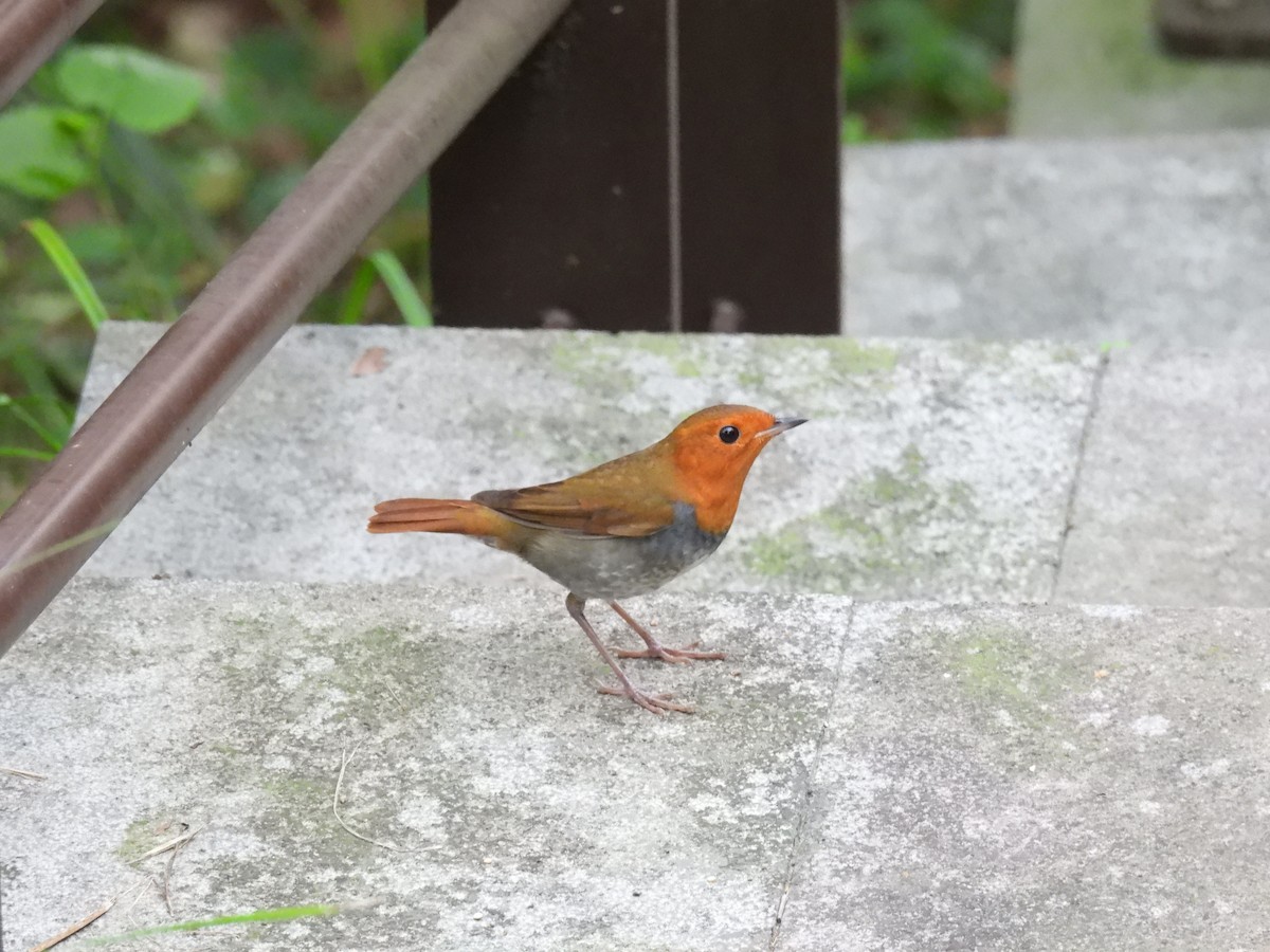 Japanese Robin - ML646447816