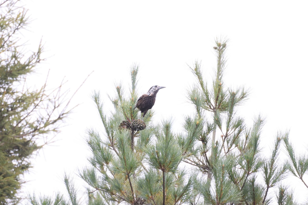 Cascanueces Sureño - ML646447817