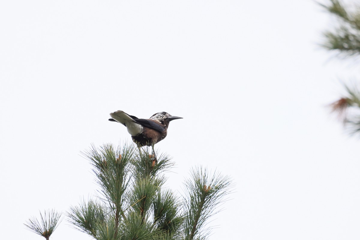 Cascanueces Sureño - ML646447819