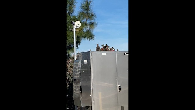 Таязура-подорожник каліфорнійська - ML646447820