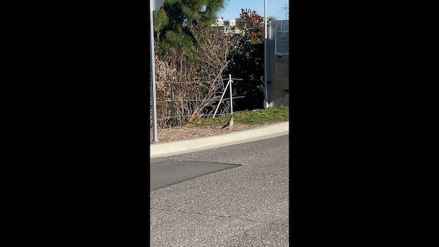 Таязура-подорожник каліфорнійська - ML646447821