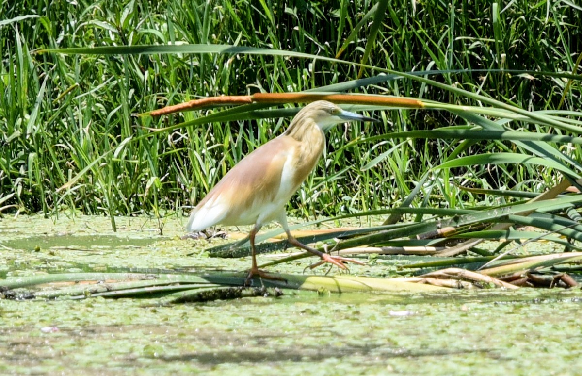 Squacco Heron - ML646447827