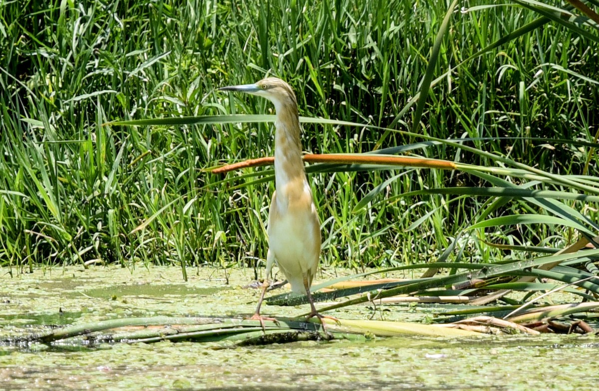 Squacco Heron - ML646447828