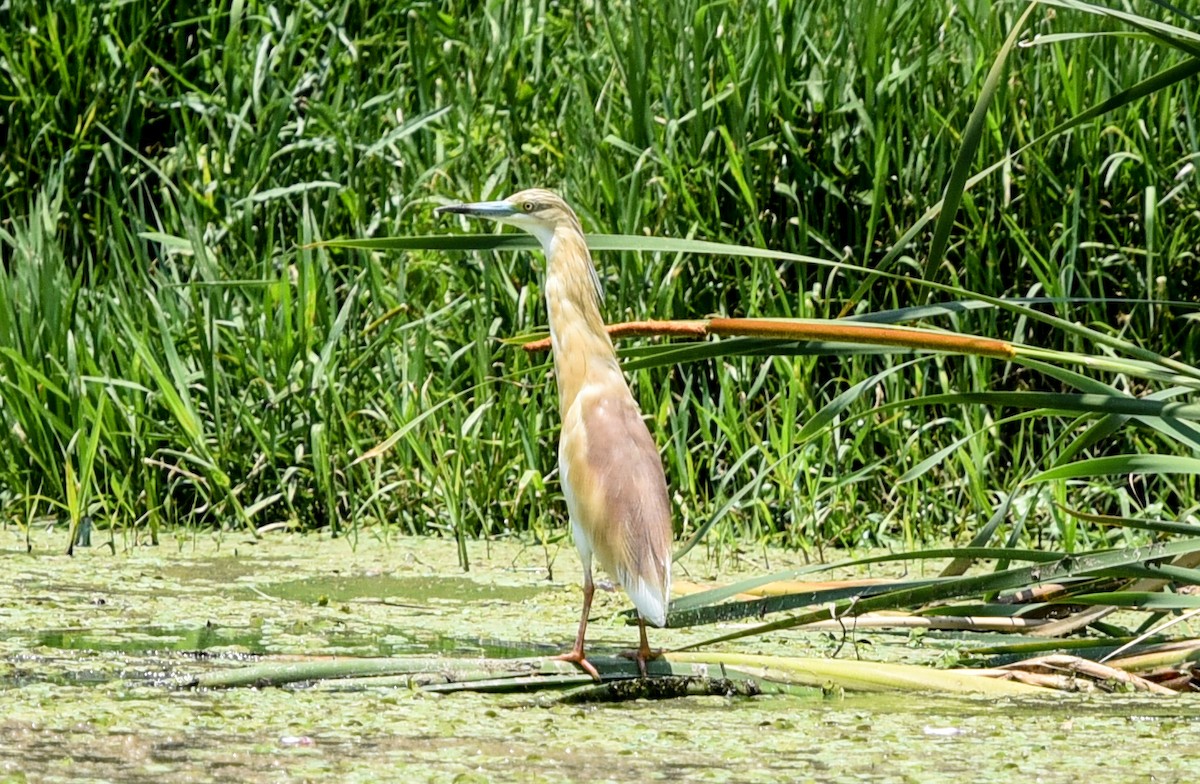Squacco Heron - ML646447829