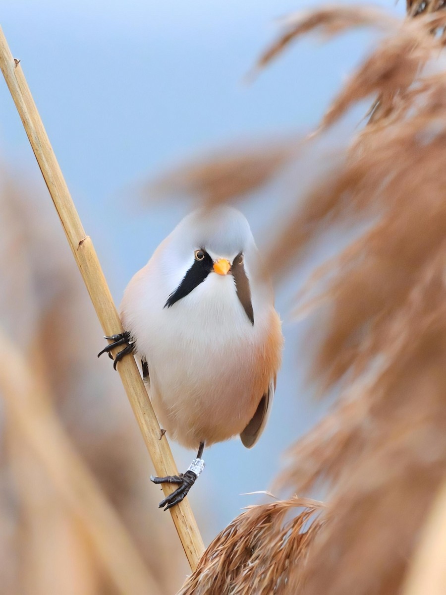 Bearded Reedling - ML646447830