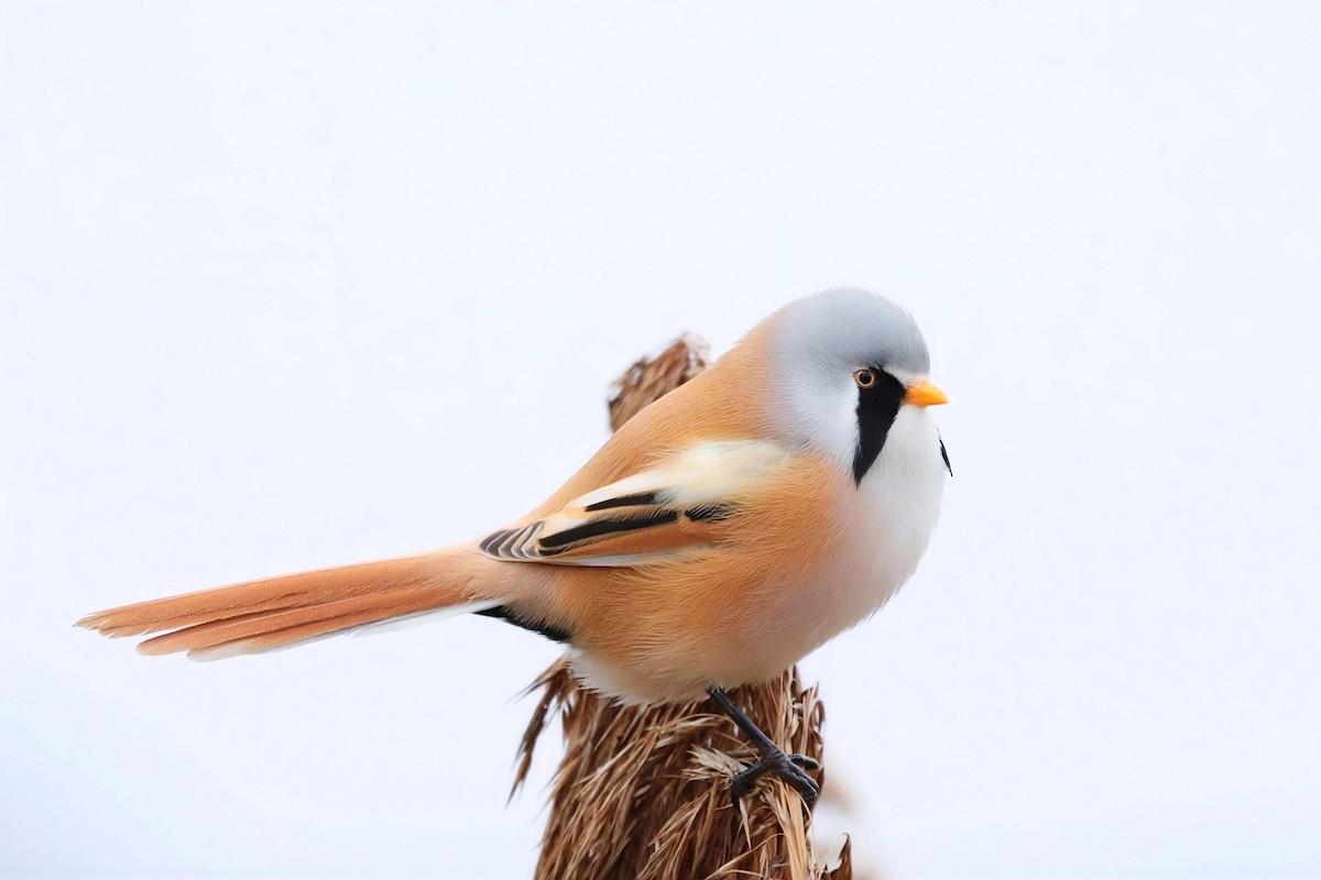Bearded Reedling - ML646447831