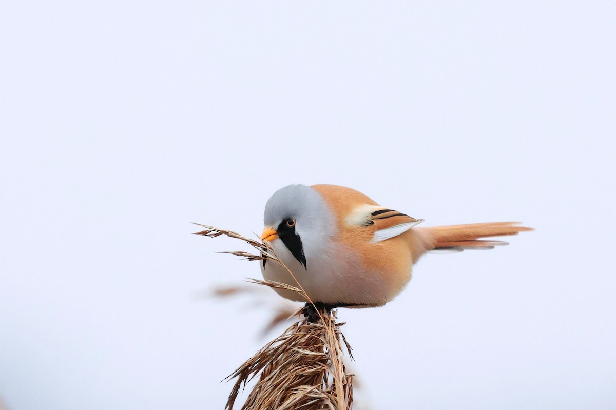 Bearded Reedling - ML646447832