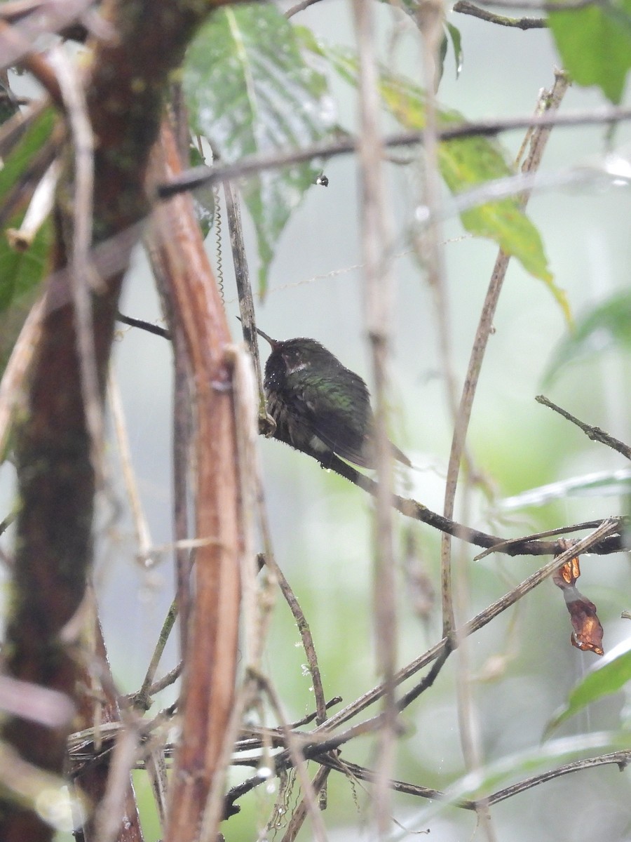 バラエリフトオハチドリ - ML646447837