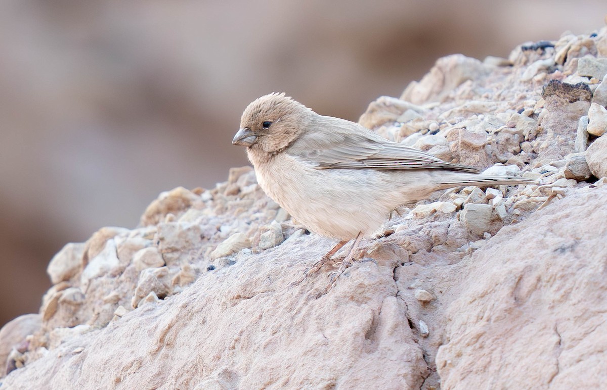 Einödgimpel - ML646447838