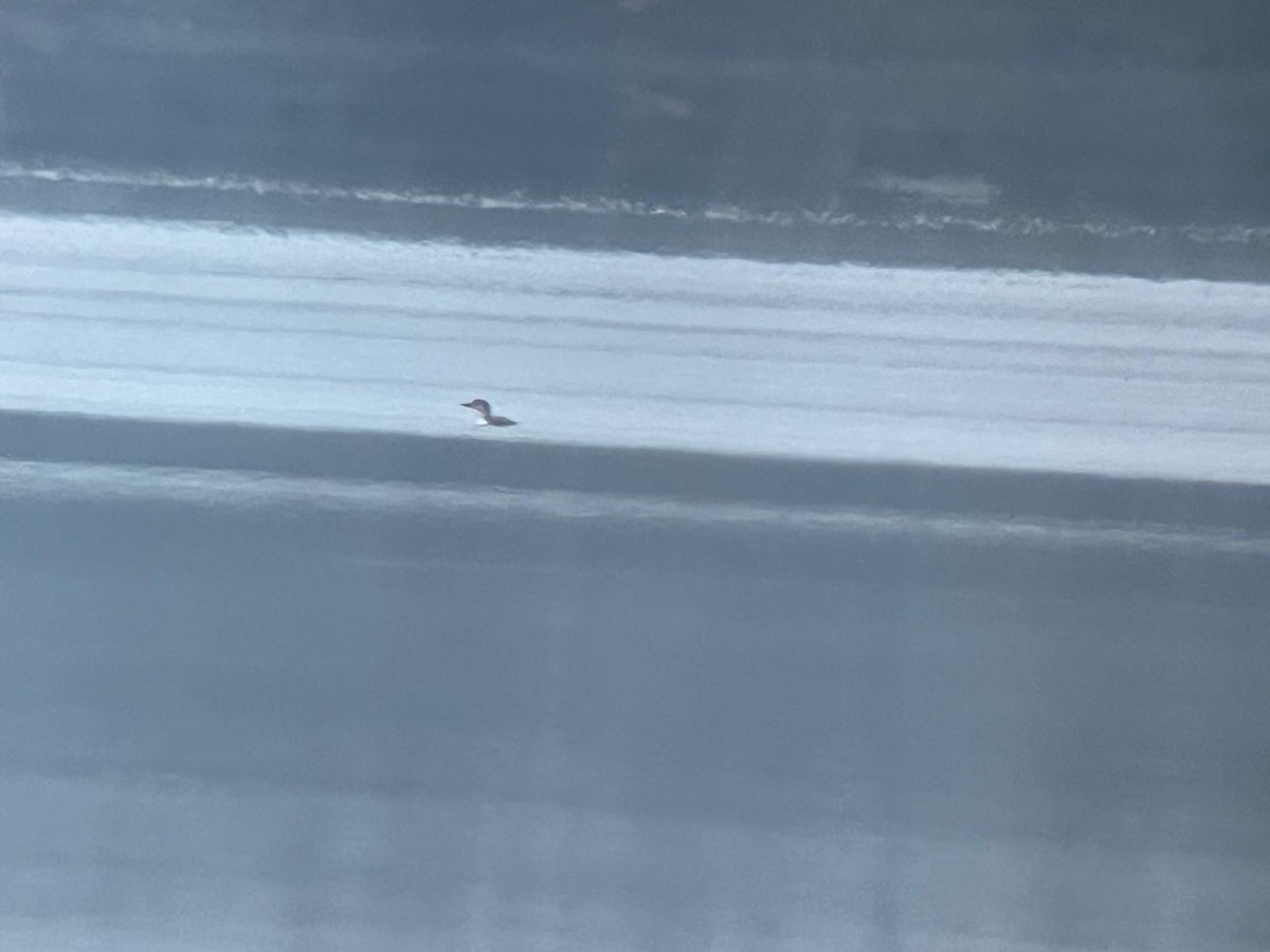 Common Loon - ML646447841