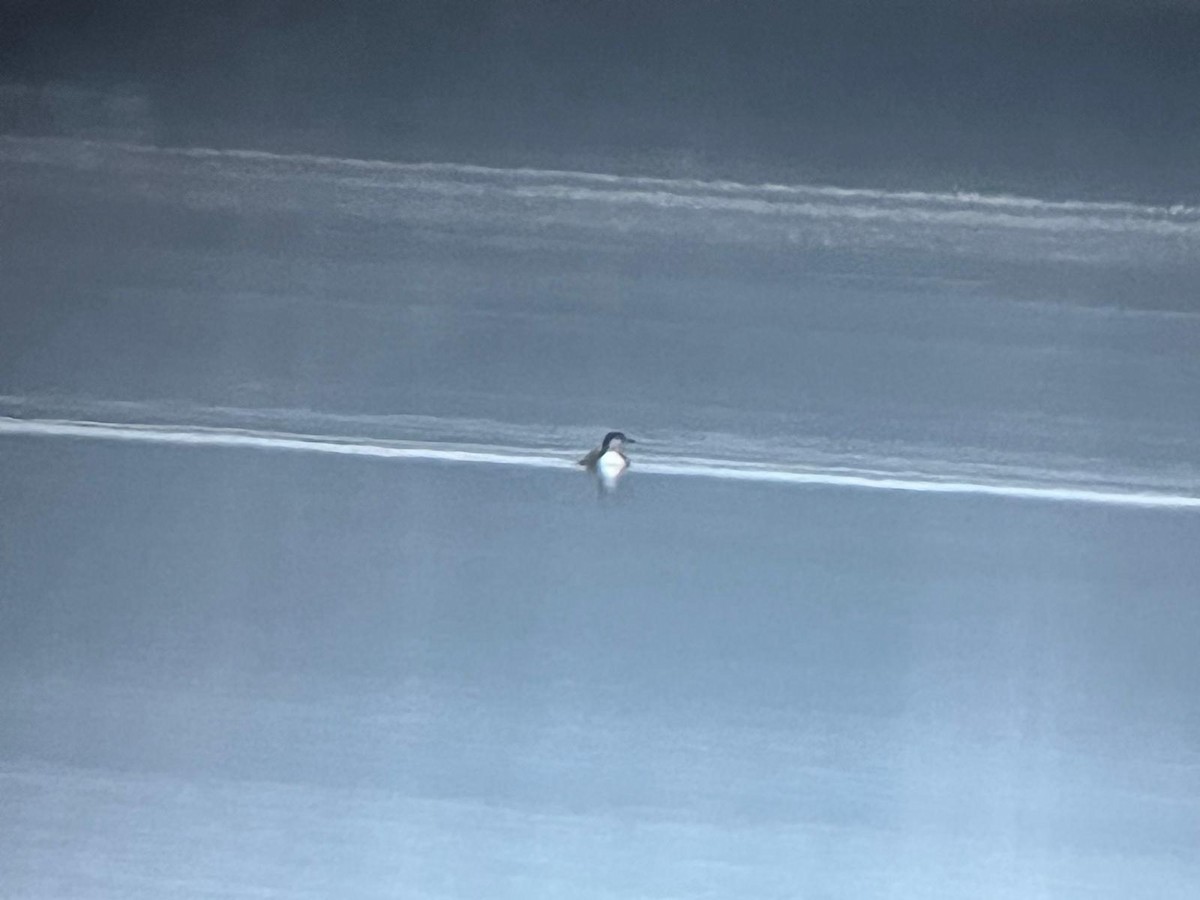 Common Loon - ML646447842