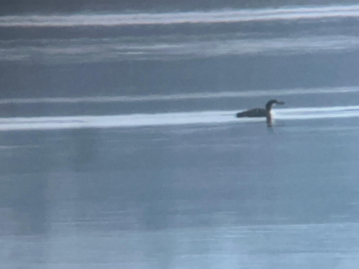 Common Loon - ML646447843