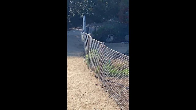 Феб чорний - ML646447847