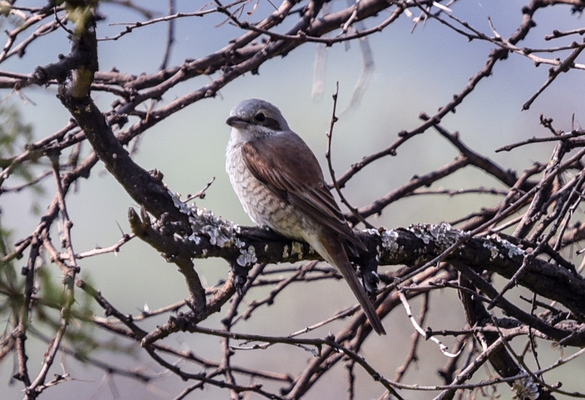 Red-backed Shrike - ML646447848