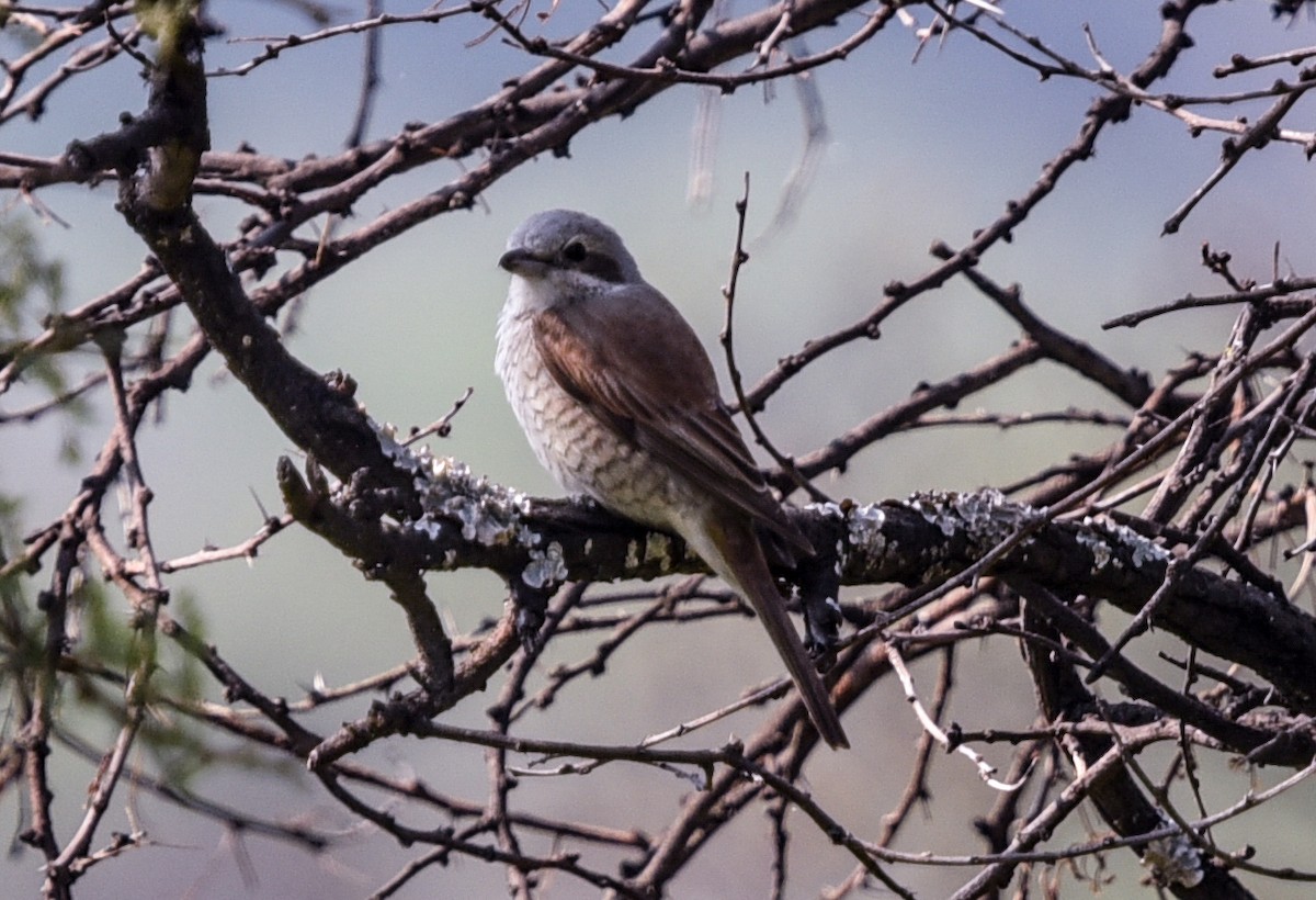 Red-backed Shrike - ML646447849