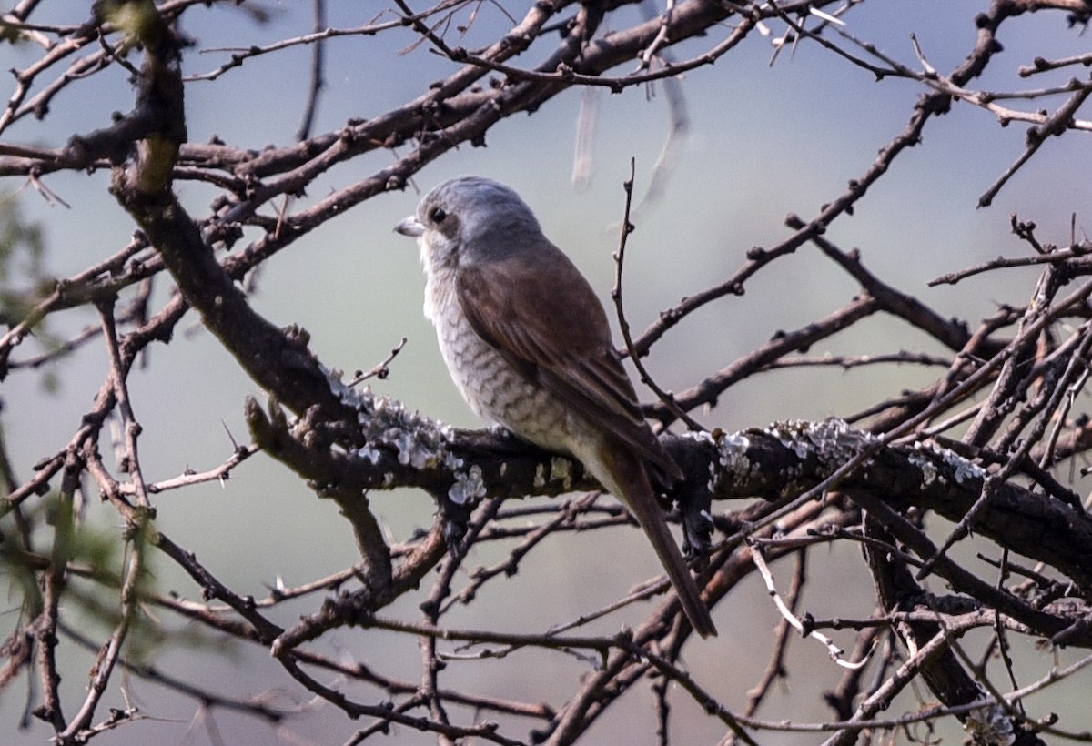Red-backed Shrike - ML646447850