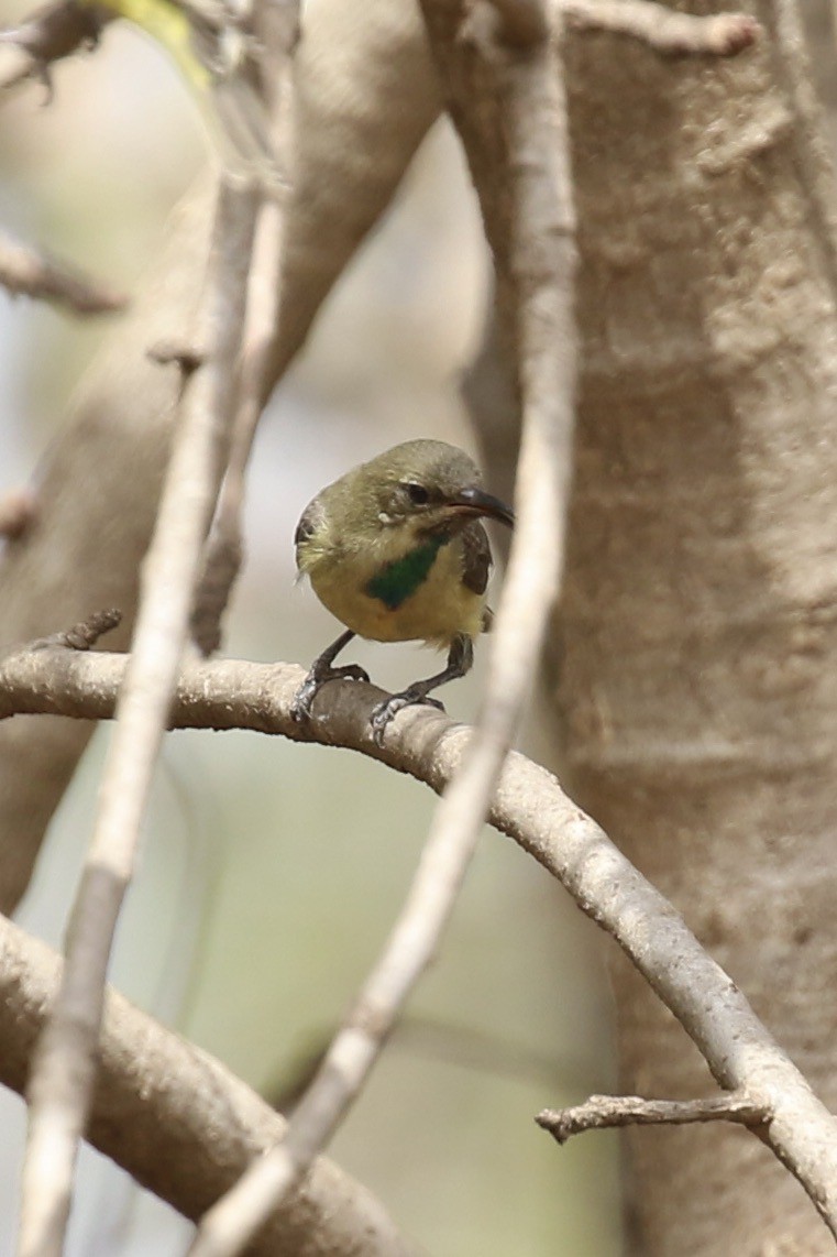 Beautiful Sunbird - ML646447854