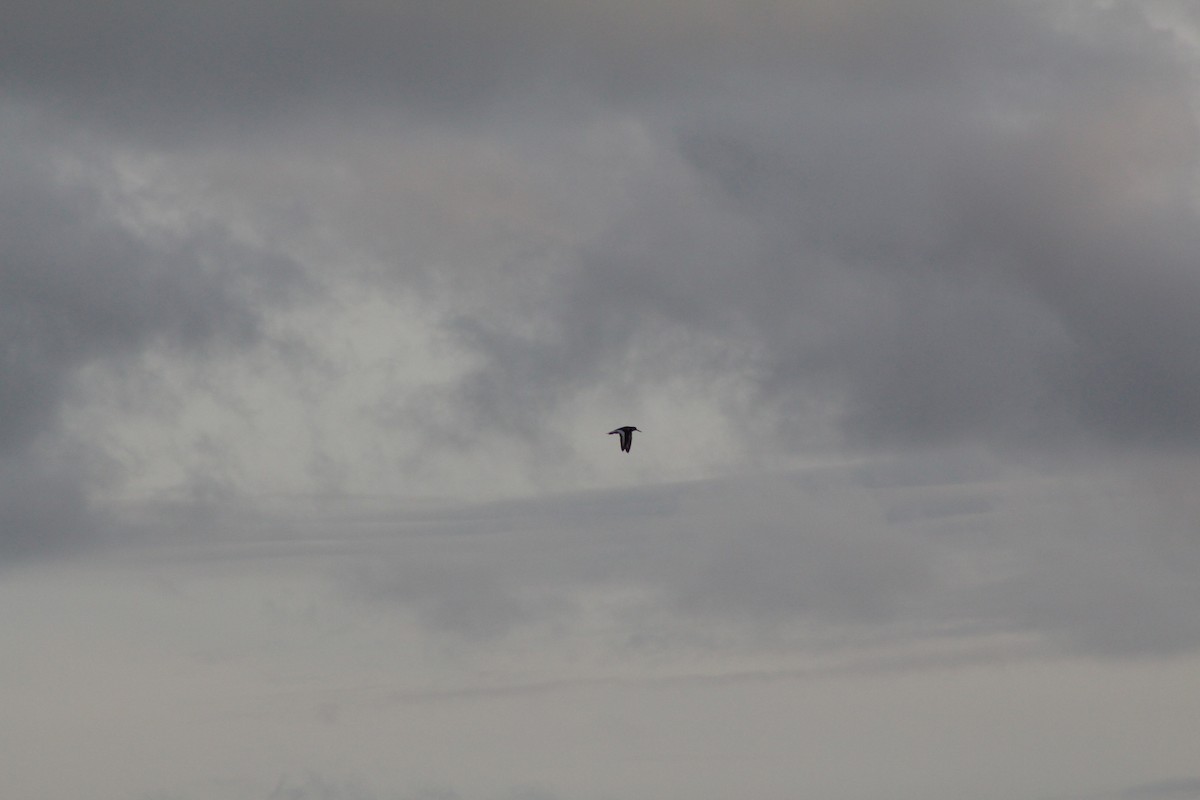 Eurasian Oystercatcher - ML646447855