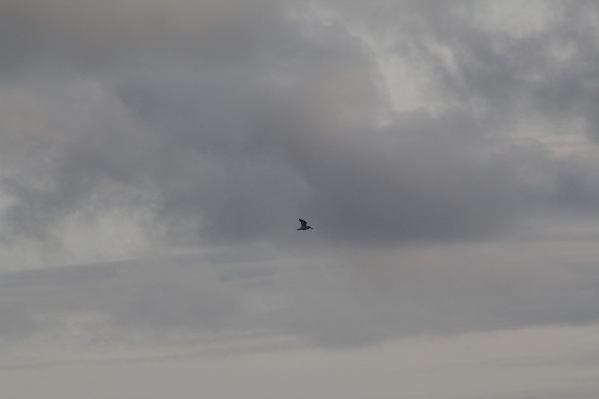 Eurasian Oystercatcher - ML646447856