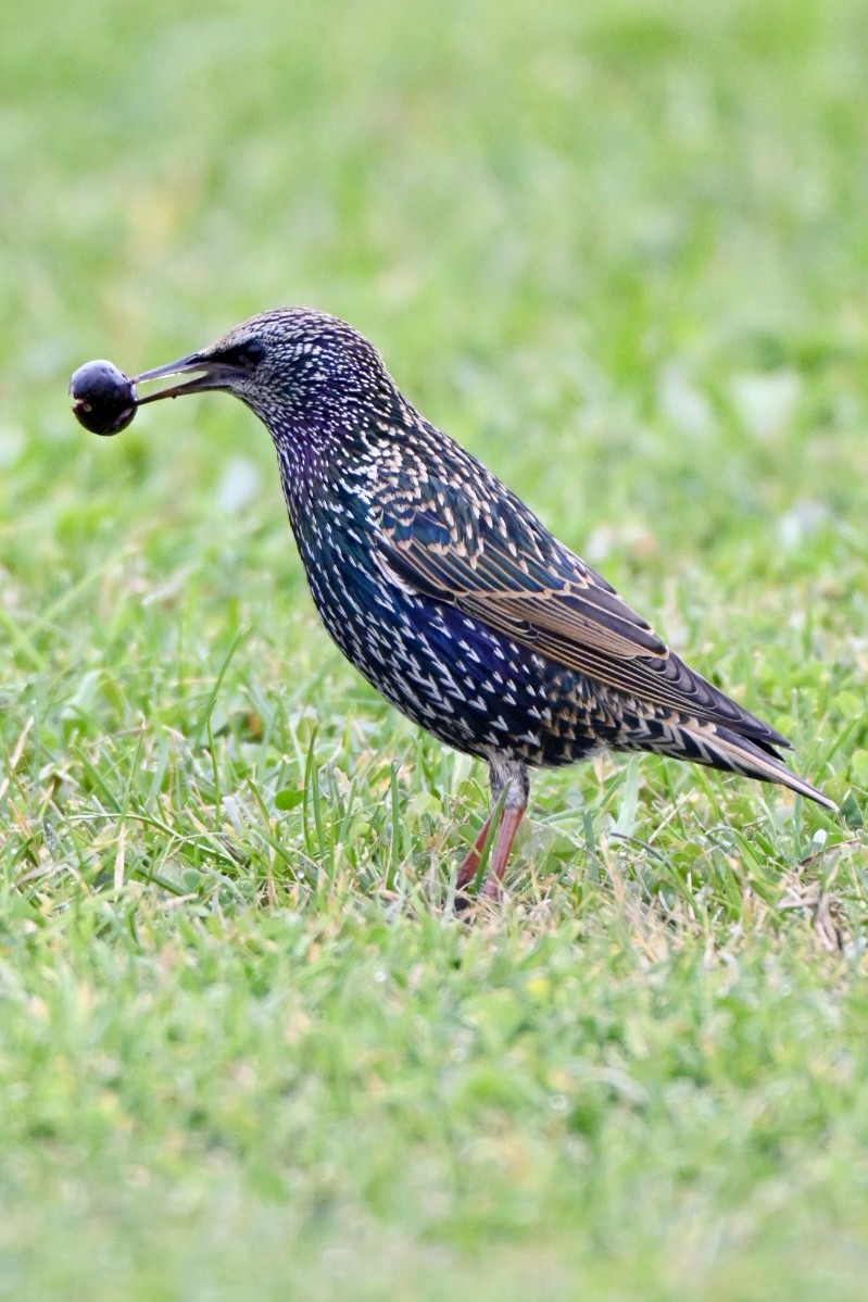 European Starling - ML646447857