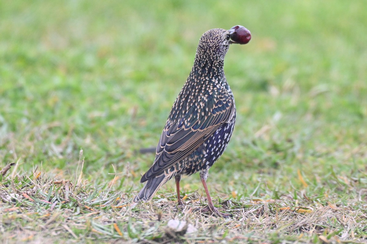 European Starling - ML646447858