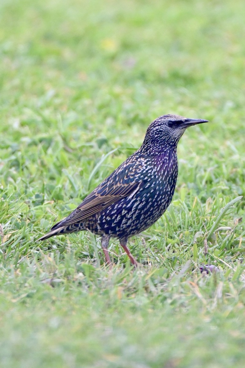 European Starling - ML646447859