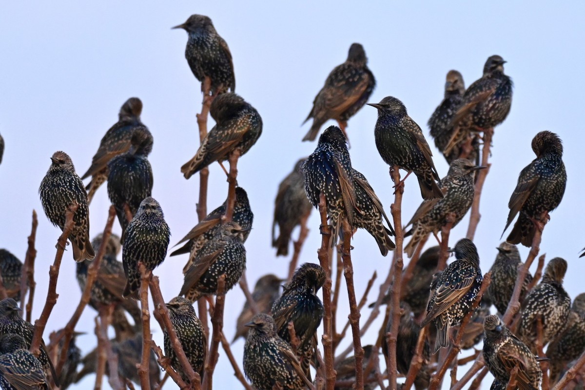 European Starling - ML646447860