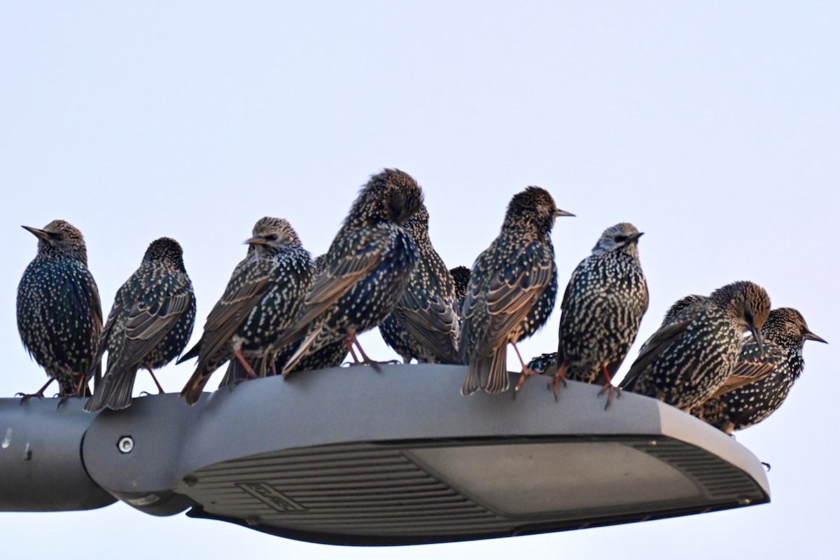 European Starling - ML646447861