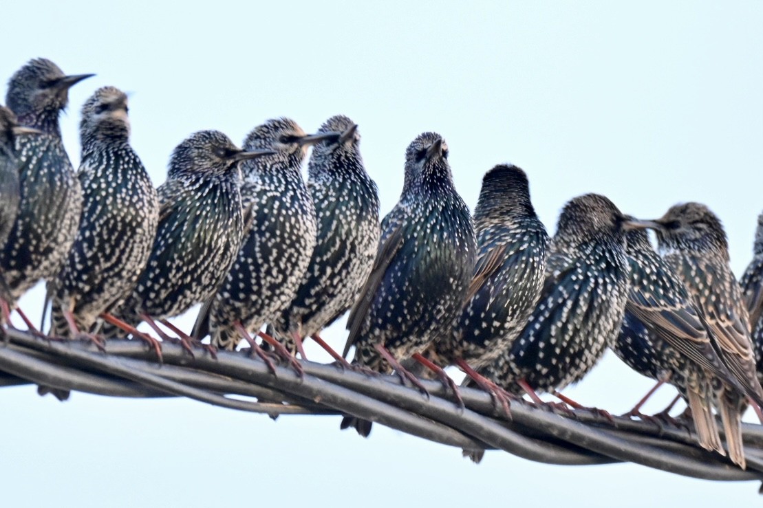 European Starling - ML646447862