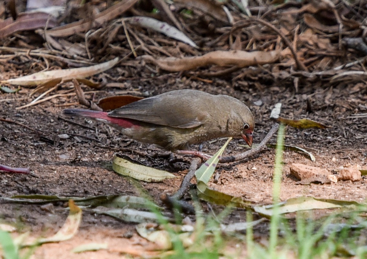 Red-billed Firefinch - ML646447863